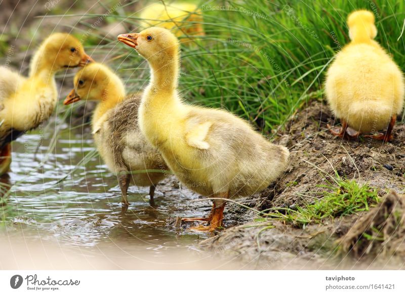 cute yellow gosling Drinking Beautiful Life Baby Nature Animal Spring Grass Pond River Bird Small Funny Cute Yellow Green Gosling geese flock young Farm