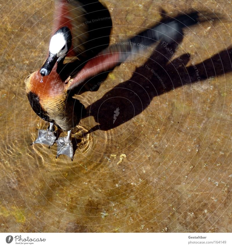 Animal Eyes Brown Power A Royalty Free Stock Photo From Photocase