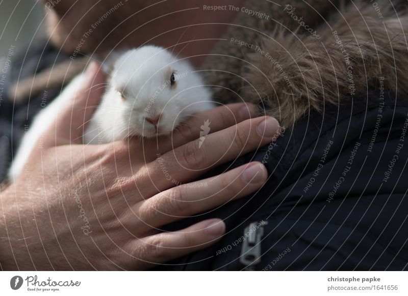 Easter egg bringer Animal Pet 1 Cute Love of animals Hare & Rabbit & Bunny Caress Cuddling To hold on Curiosity Carrying Colour photo Exterior shot Day Light