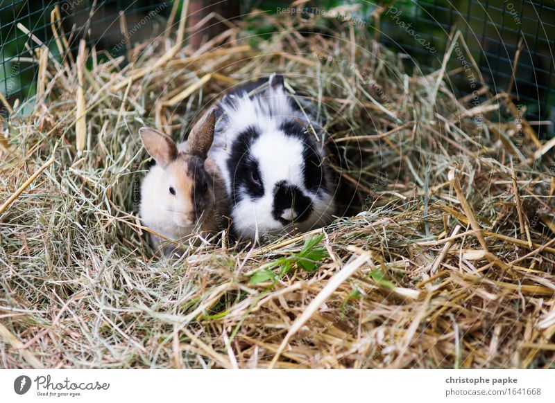 Lazy Hasi Sunday Animal Pet Animal face Pelt Zoo Petting zoo Hare & Rabbit & Bunny 2 Pair of animals Baby animal Observe Crouch Sit Cute Contentment Easter