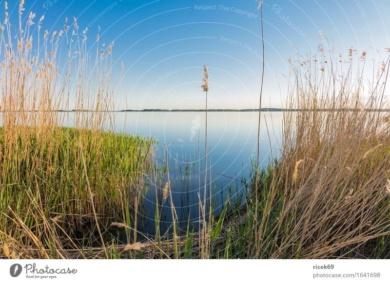 Landscape at the Achterwasser on the island Usedom Relaxation Vacation & Travel Tourism Nature Water Cloudless sky Coast Bay Lake Blue Romance Idyll Calm