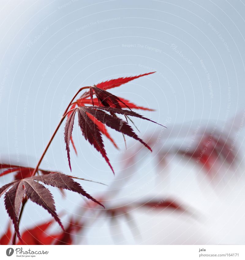 Japanese Maple Tree Colour photo Exterior shot Copy Space top Day Deep depth of field Nature Cloudless sky Spring Beautiful weather Plant Leaf Park Bright