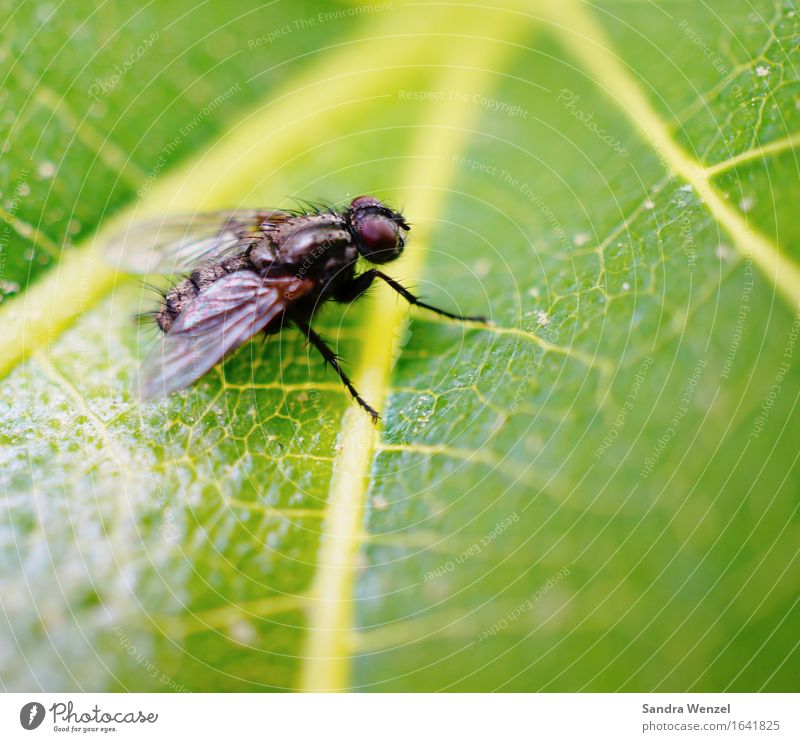 housefly Animal Fly 1 Observe Flying Survive Environment Environmental protection Insect Insect repellent Wing Leaf Leaf green Exterior shot Close-up