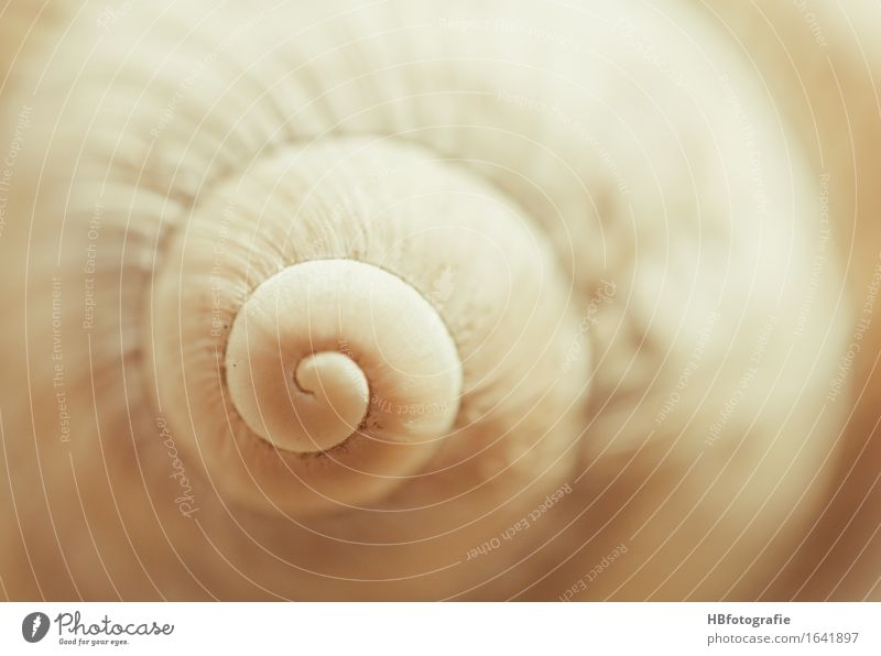 snail shell Nature Animal Snail Slimy Warmth Protection Safety (feeling of) Indifferent Snail shell Mollusk Spiral Beige Earthy Colour photo Exterior shot