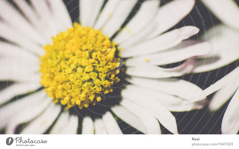 Daisy abstract Nature Plant Spring Summer Beautiful weather Flower Blossom Foliage plant Garden Park Meadow Yellow Black White Spring fever Retro Colours