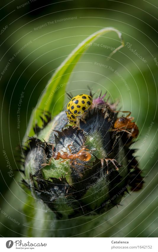 Food competition, ladybugs and ants Plant Bud Cornflower Garden Animal Ladybird Ant 3 To feed Communicate Crawl Brown Yellow Green Black Tolerant Appetite