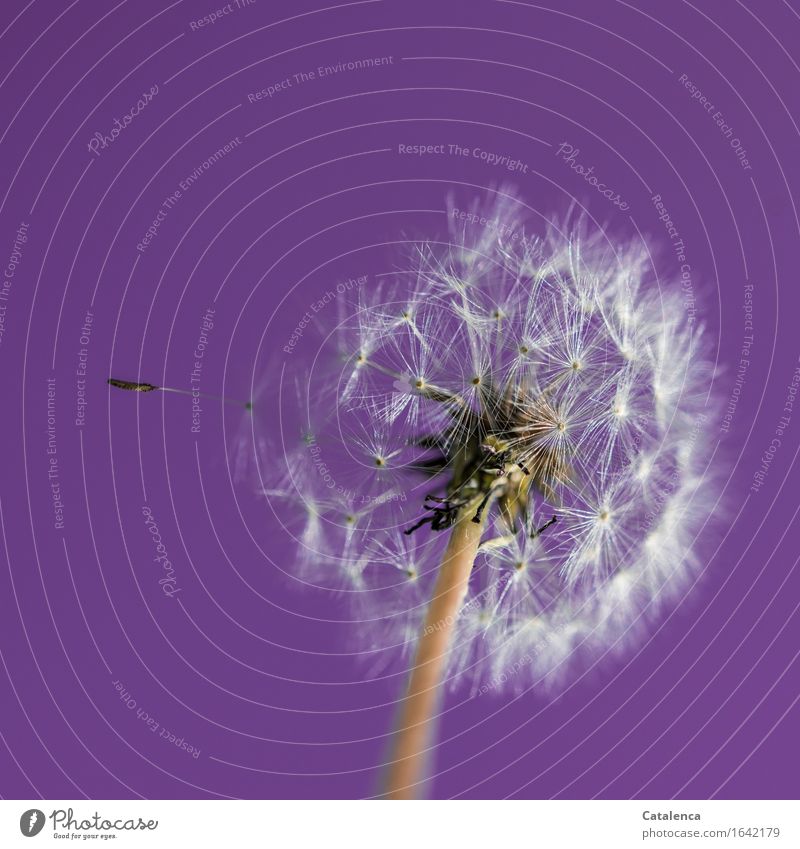 Dandelion No 1243 Nature Landscape Sky Spring Beautiful weather Plant Blossom dandelion Garden Touch Movement Blossoming Flying Faded To dry up Esthetic Violet