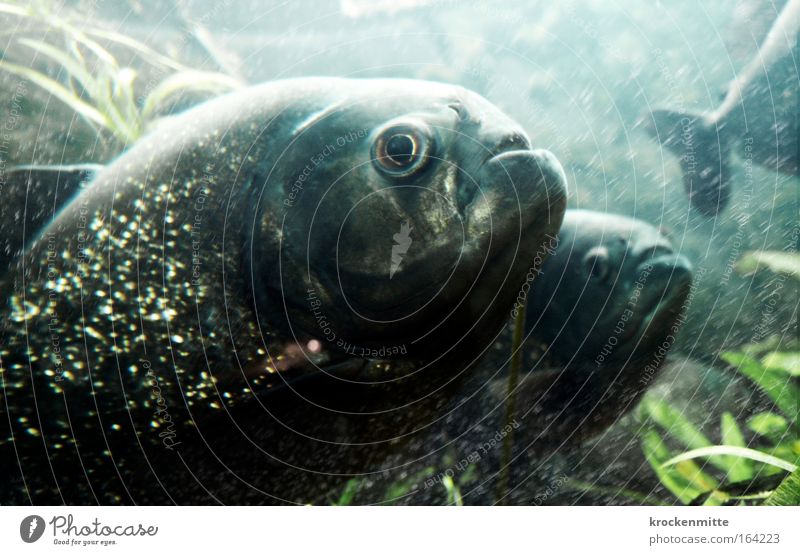 Little fish. big fish. swimming in the water. Colour photo Underwater photo Motion blur Animal portrait Water Fish Scales Aquarium 3 Group of animals Cold