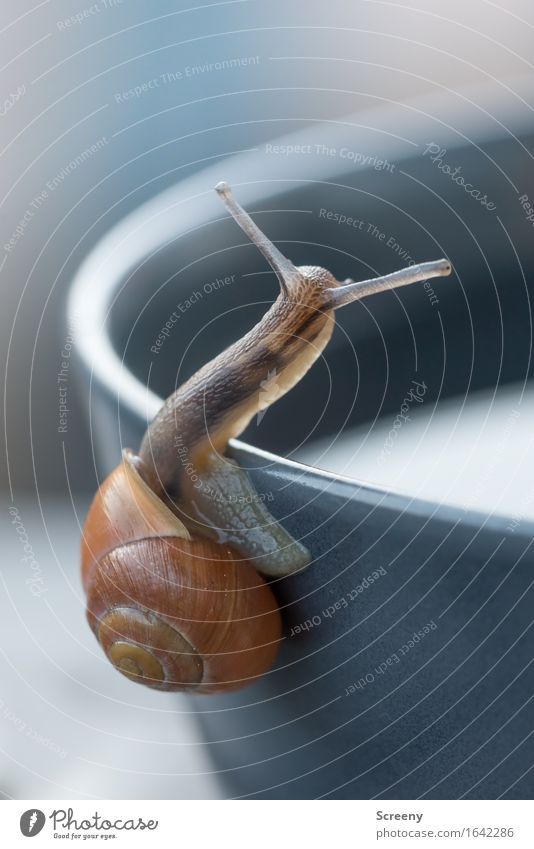 Or this way? Nature Animal Spring Snail 1 Crawl Small Wet Serene Patient Calm Snail shell Corner Bowl Slowly Colour photo Exterior shot Macro (Extreme close-up)