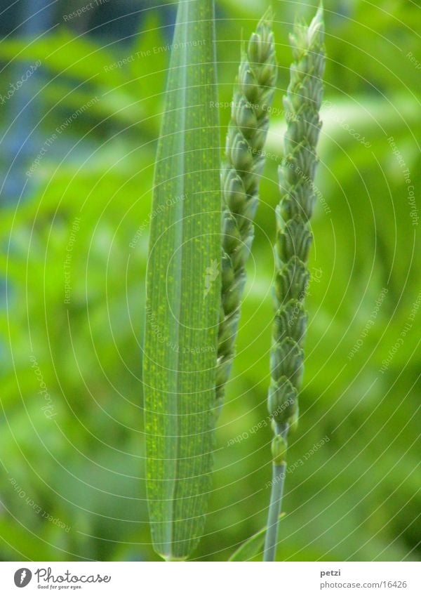 Got the spike Ear of corn Wheat 2 Grain Immature Blade of grass Leaf Light green Blur Blue
