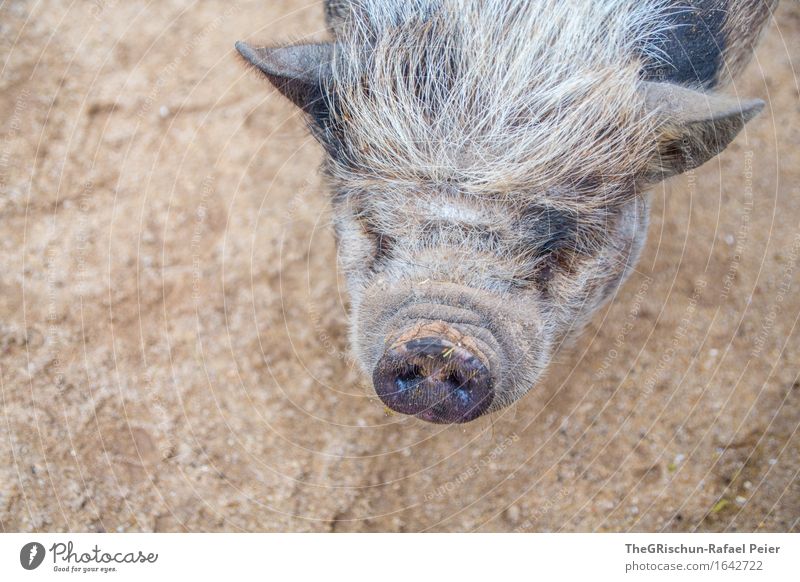 Piggy II Animal Farm animal Brown Gray Black White Bristles Snout Nose Ear Overweight Bacon Pot-bellied pig Sow Dirty Earth Gray-haired Colour photo