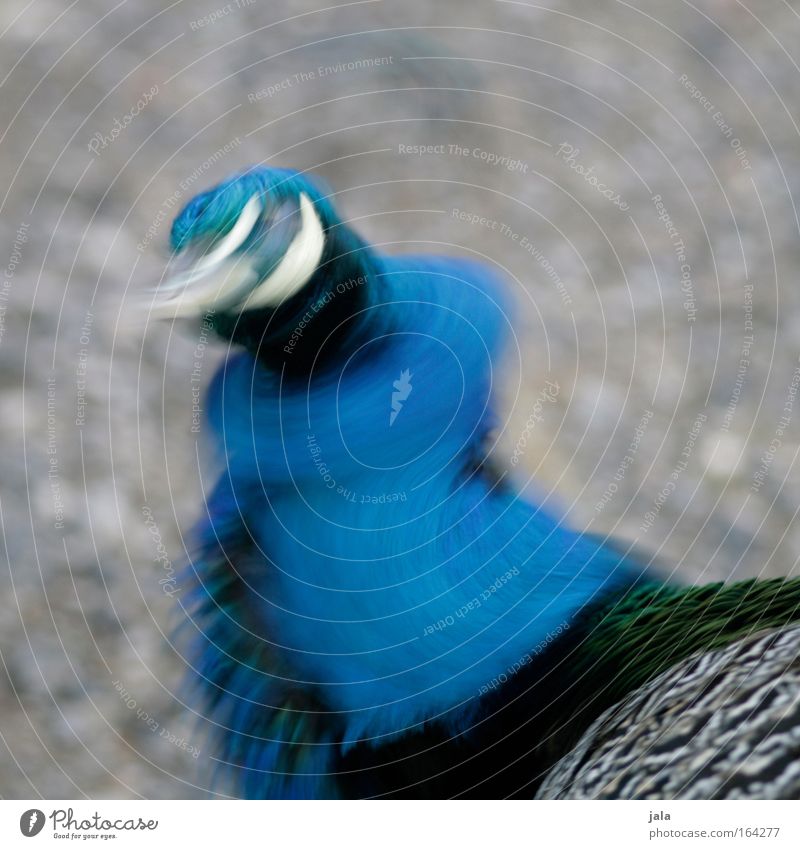Shake it Baby Subdued colour Exterior shot Deserted Day Motion blur Animal Bird Animal face Wing Zoo Peacock 1 Movement Dance