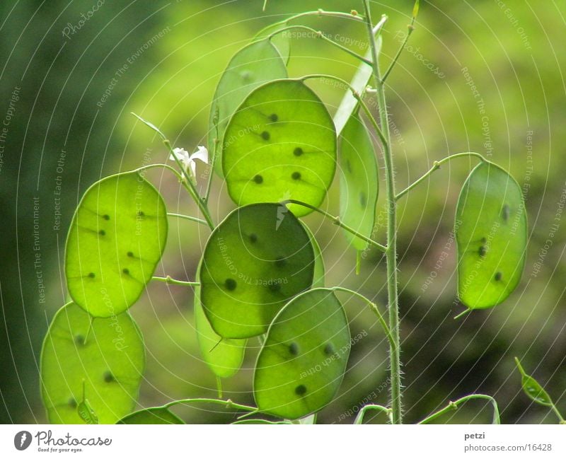 Green Silverlings Plant Stalk Translucent Seed Colour photo Exterior shot Deserted Light green Lunaria