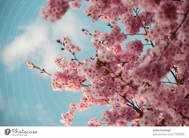 japaziki Colour photo Multicoloured Exterior shot Detail Deserted Copy Space left Day Sunlight Shallow depth of field Environment Nature Animal Sky Clouds