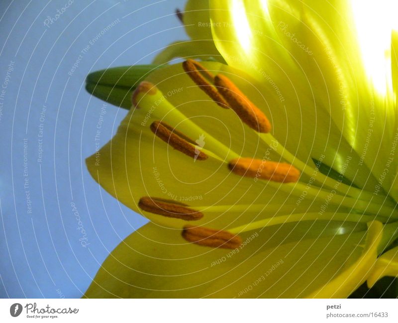 lily Beautiful Sky Flower Blossom Blossoming Blue Yellow Lily Calyx Blossom leave Pistil Splendid Colour photo Detail Macro (Extreme close-up) Copy Space left
