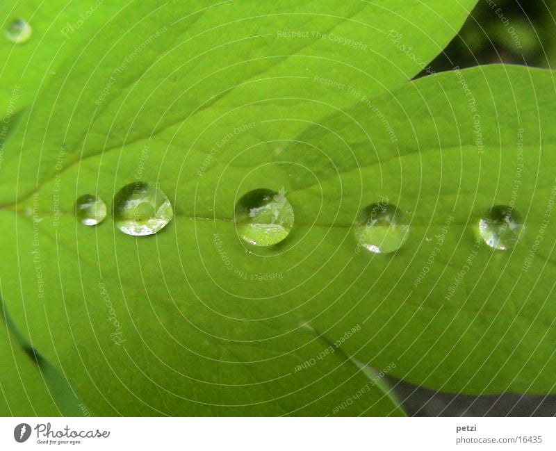 drops in a row Drops of water Rain Leaf Green Rachis Gutter 5 taupe beads Colour photo Exterior shot Copy Space top Copy Space bottom