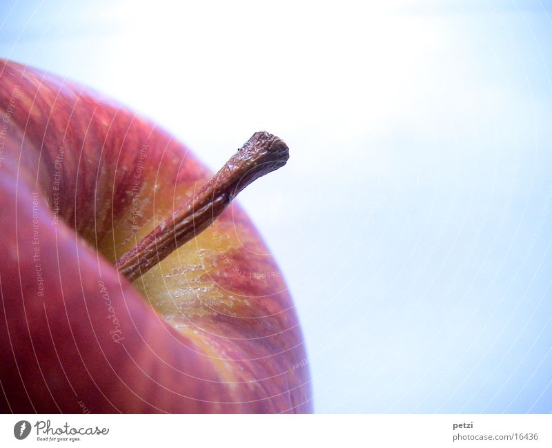 apple stalk Fruit Apple Beautiful Healthy Wood Brown Crunchy Stalk Rotated rosy-cheeked blown up Colour photo Exterior shot Copy Space right Copy Space top