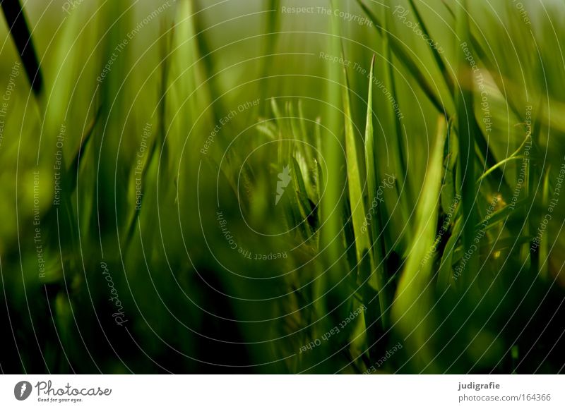 grass Colour photo Close-up Day Shadow Sunlight Blur Deep depth of field Summer Environment Nature Plant Grass Wild plant Meadow Movement Growth Green