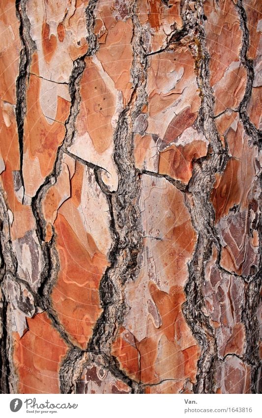 wrinkled Nature Plant Summer Tree Tree trunk Tree bark Brown Red Crack & Rip & Tear Wood Colour photo Multicoloured Exterior shot Detail