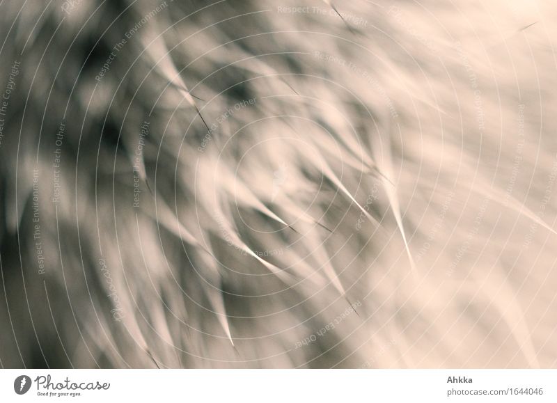 Soft tips III Hair and hairstyles Point Thin Thorny Wild Brown Protection Movement Background picture Ghostly Colour photo Close-up Macro (Extreme close-up)