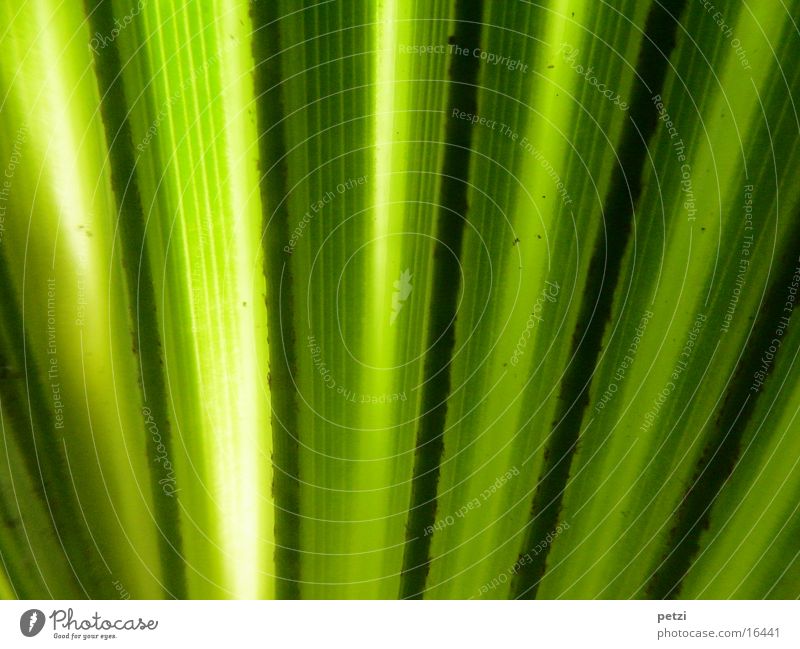 palm leaf Leaf Stripe Yellow Green Black Palm tree Shaft of light Colour photo Interior shot Detail Macro (Extreme close-up) Structures and shapes