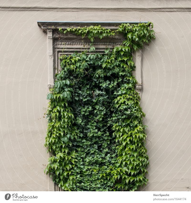 Lack of perspective Plant Ivy Foliage plant Vienna Downtown Old town Wall (barrier) Wall (building) Window Exceptional Beautiful Funny Natural Crazy Green