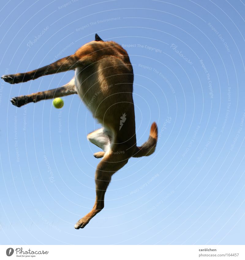 headless Colour photo Sky Pet Dog Catch Hunting Playing Jump Athletic Muscular Joie de vivre (Vitality) Power Resolve Belgian Shepherd Dog Bright background