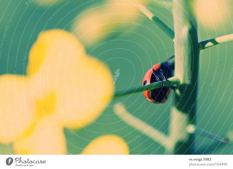 Ladybird I Colour photo Exterior shot Close-up Macro (Extreme close-up) Sunlight Deep depth of field Plant Animal Spring Summer Agricultural crop Canola Branch