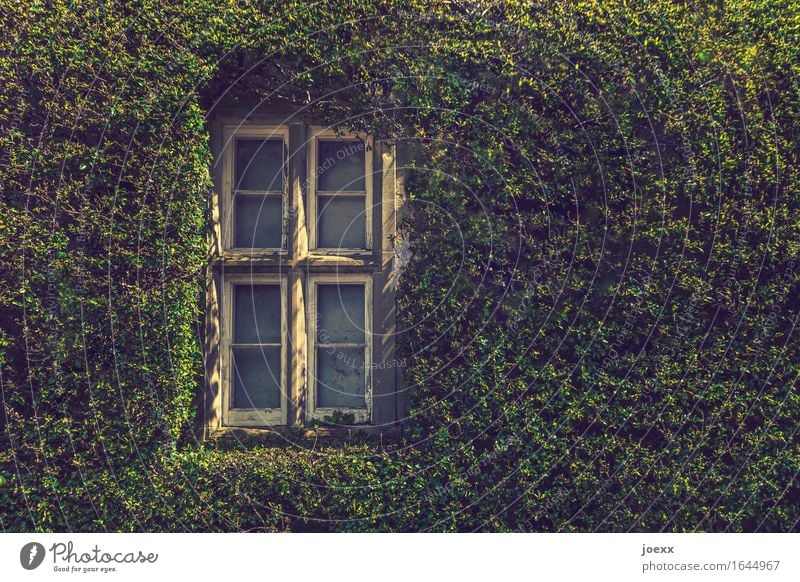thermal insulation Ivy Wall (barrier) Wall (building) Window Old Beautiful Green White Idyll Overgrown green wall Colour photo Exterior shot Day Sunlight