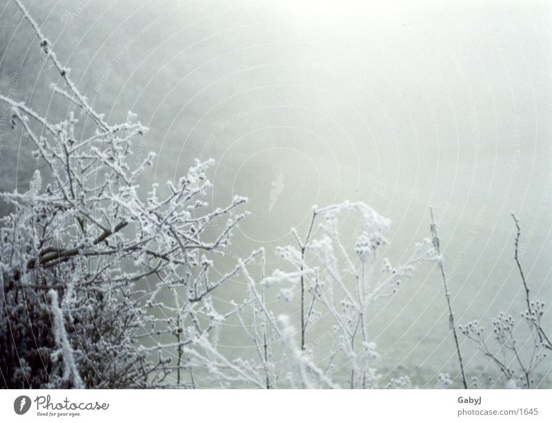 Winter impressions 2 Hoar frost Fog Snowscape Cold Calm Express train White Ice Branch silence