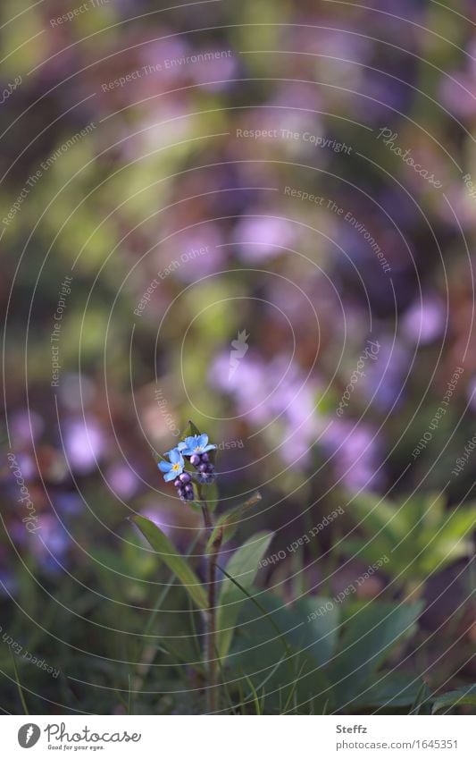 small forget-me-not with garden colors background Forget-me-not forget-me-not flower Myosotis Garden Colors Spring flower inconspicuous Domestic little flowers