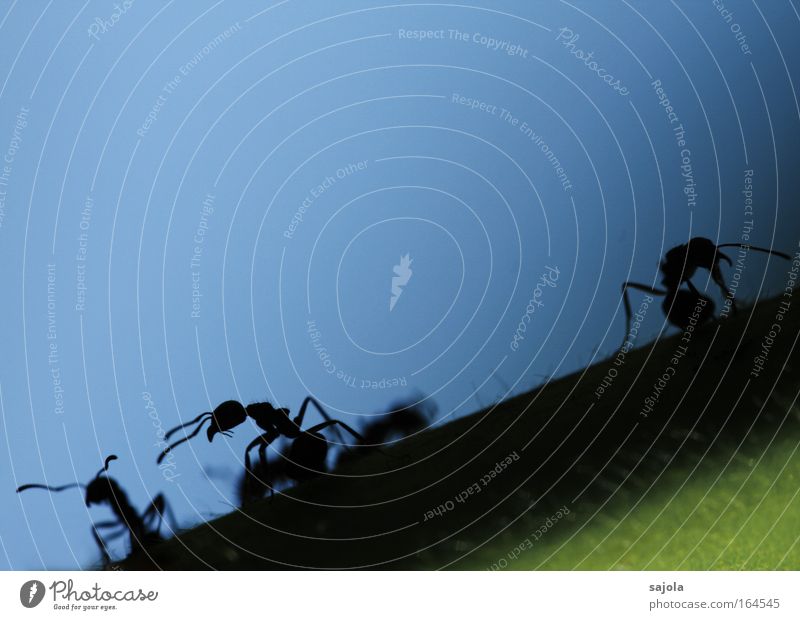 aliens Exterior shot Copy Space top Neutral Background Silhouette Animal portrait Ant Insect Feeler 3 Group of animals Work and employment Looking Blue Black