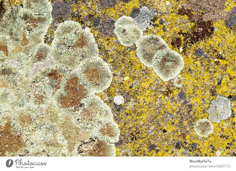 Lichens are symbiotic fungi and algae. Work and employment Company Art Nature Plant Rock Stone Natural Colour lichenes Mushroom Surface stains Amazing