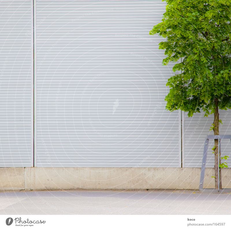 tree-like Colour photo Exterior shot Deserted Copy Space left Day Deep depth of field Spring Tree Places Wall (barrier) Wall (building) Concrete Wood Metal