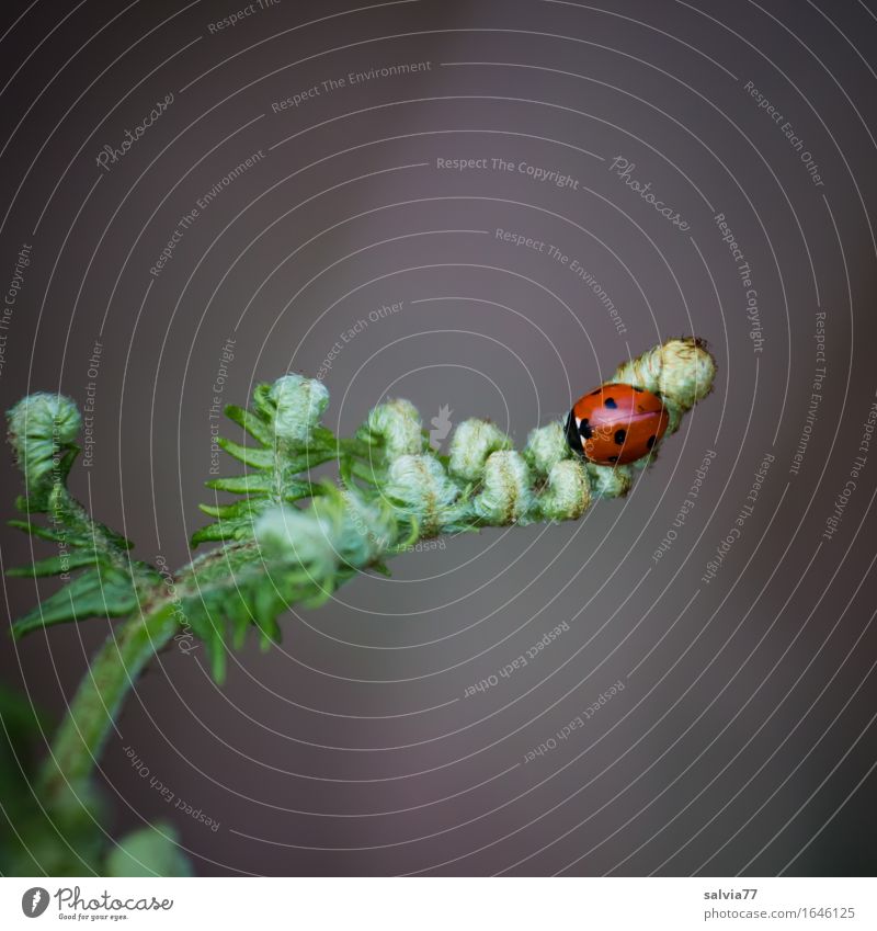 top position Nature Plant Animal Spring Fern Leaf Wild plant Wild animal Beetle Insect Seven-spot ladybird Ladybird 1 Crawl Happy Small Natural Beautiful Gray