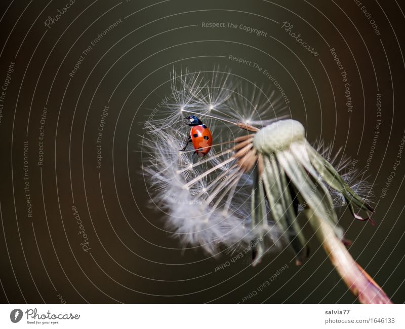 Ready to go? Nature Plant Animal Spring Blossom Wild plant Dandelion Seed Wing Insect Seven-spot ladybird Ladybird 1 Flying Crawl Free Above Red White Happy