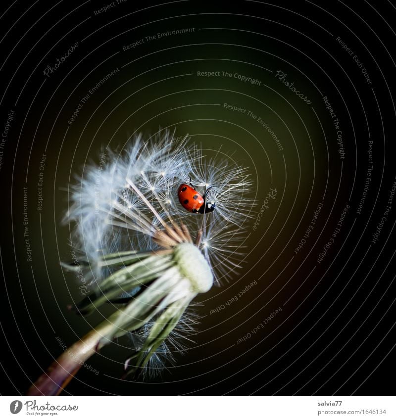 Airfield dandelion Nature Plant Animal Spring Summer Blossom Seed Dandelion Meadow Beetle Insect Seven-spot ladybird Ladybird 1 Flying Crawl Faded Happy