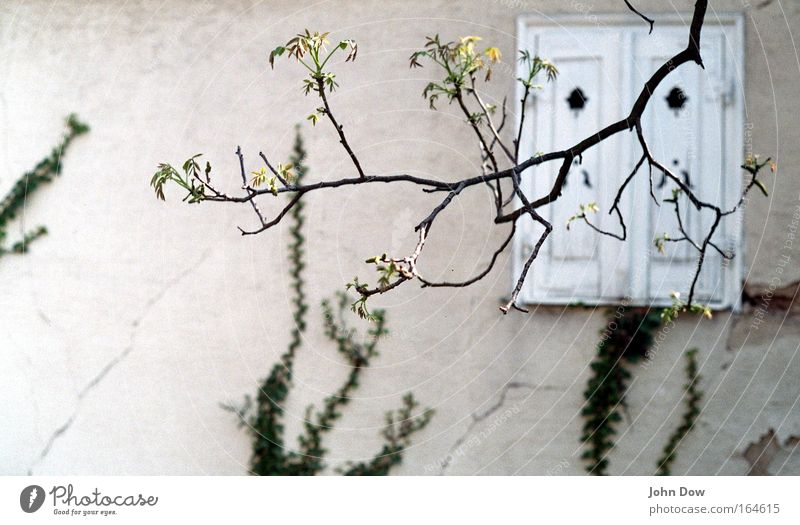 jump's creepin' in Plant Spring Tree Ivy Branch Blossoming Twig Twigs and branches House (Residential Structure) Facade Window Shutter Old Esthetic Hope
