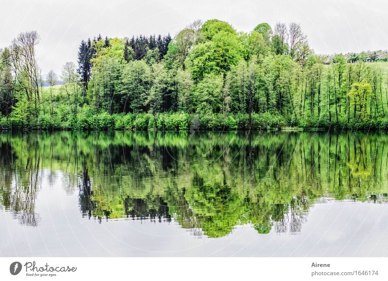 duplicate Landscape Elements Water Spring Tree Lakeside Water reflection Surface of water Fresh Green Calm Idyll Nature Arrangement Comforting In pairs Symmetry