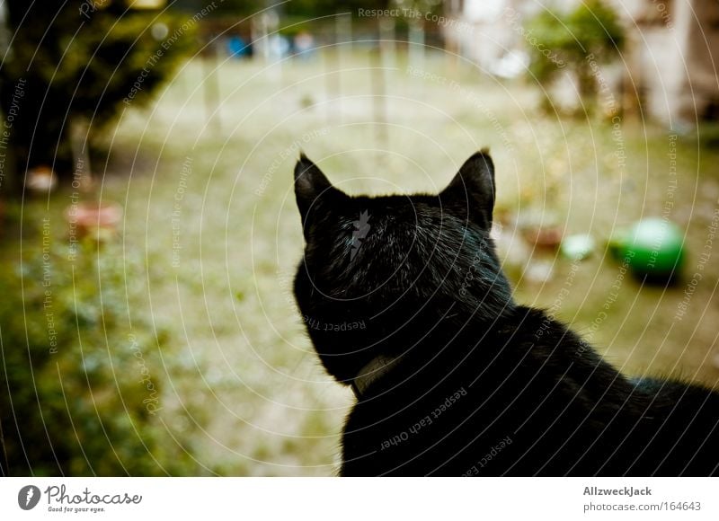 king of the backyard Colour photo Exterior shot Deserted Day Silhouette Deep depth of field Looking back Looking away Black-haired Pet Cat 1 Animal Observe