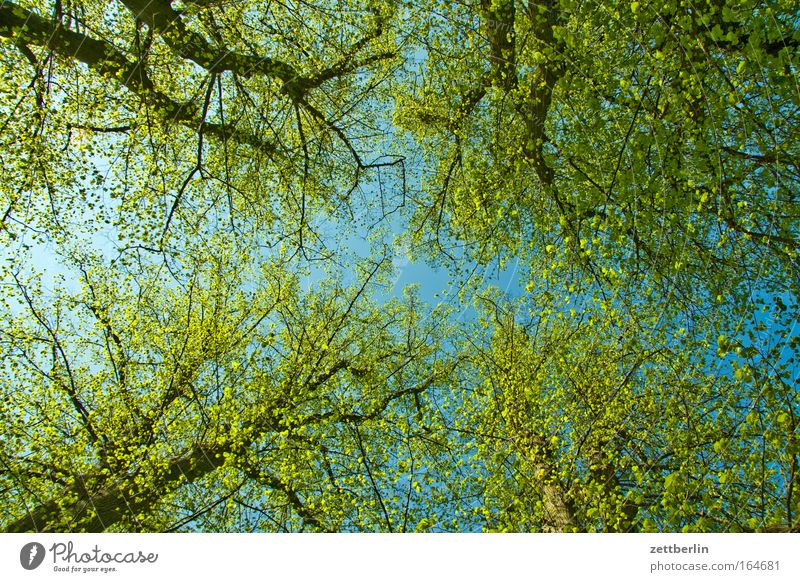 Spring again Colour photo Deserted Copy Space Worm's-eye view Environment Nature Plant Sky Beautiful weather Tree Leaf Forest Friendliness Happiness Happy Large