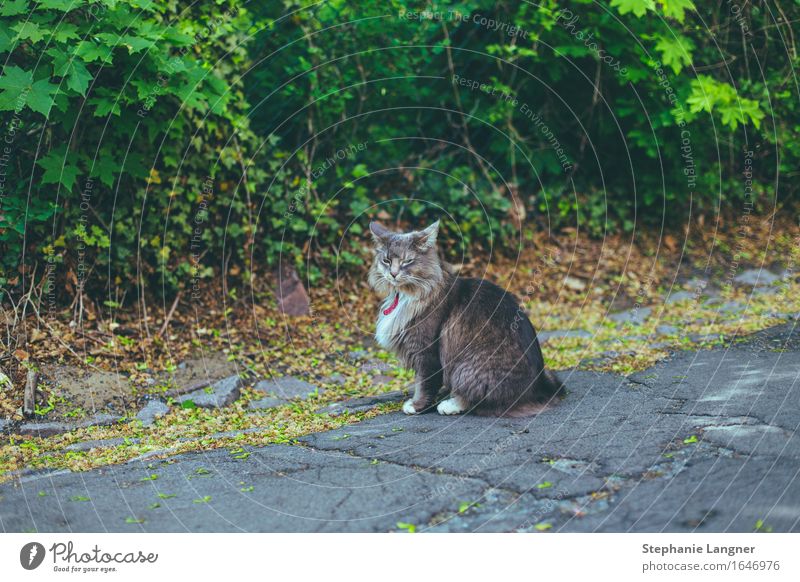 Cat with tie Animal Pet 1 Observe To enjoy Sit Street Colour photo Subdued colour Deserted Animal portrait