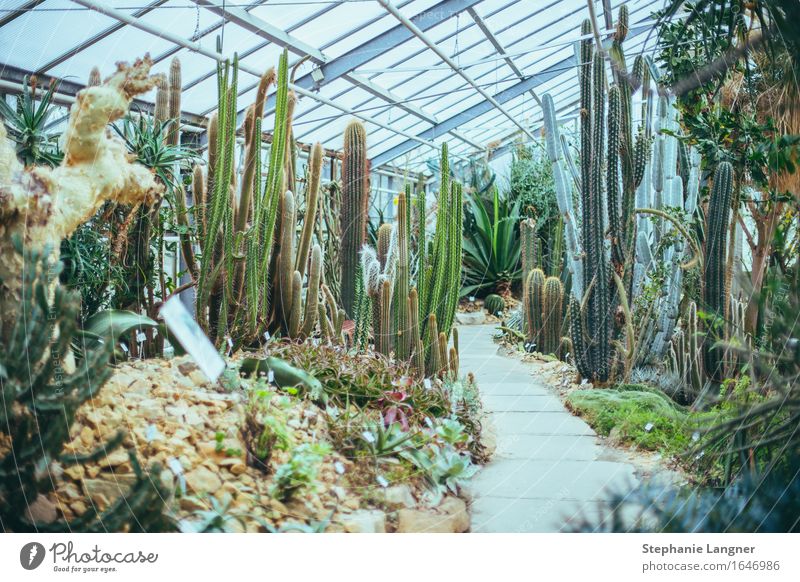 In the greenhouse Plant Tree Cactus Foliage plant Desert Hot Greenhouse Botany Botanical gardens Colour photo Subdued colour Interior shot Deserted