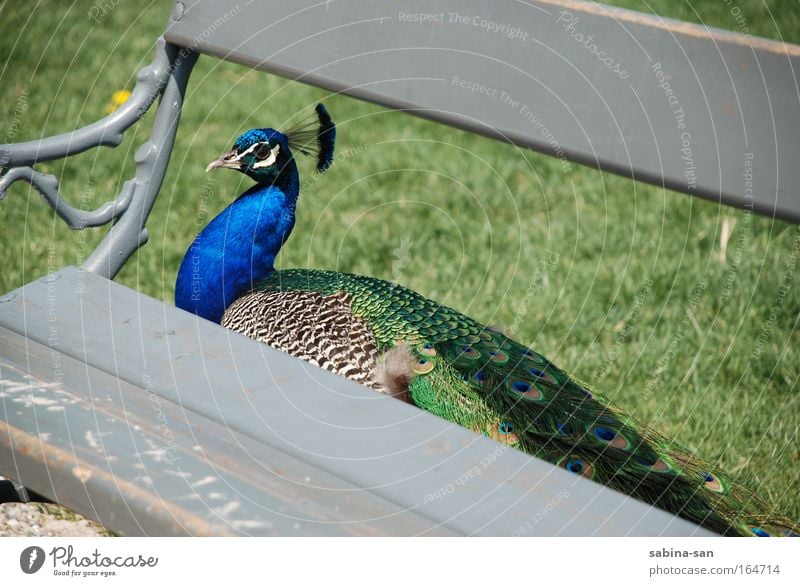 Peacock - Hide me! Animal Wild animal Bird Zoo 1 Sit Elegant Fear Peacock feather Bench Colour photo Exterior shot Close-up Day Shadow Sunlight Sunbeam