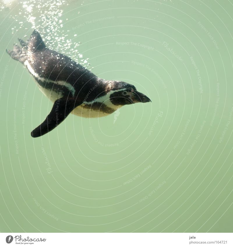 Penguin Pool Subdued colour Exterior shot Underwater photo Deserted Copy Space bottom Day Animal portrait Looking Water Animal face Wing Zoo Aquarium 1