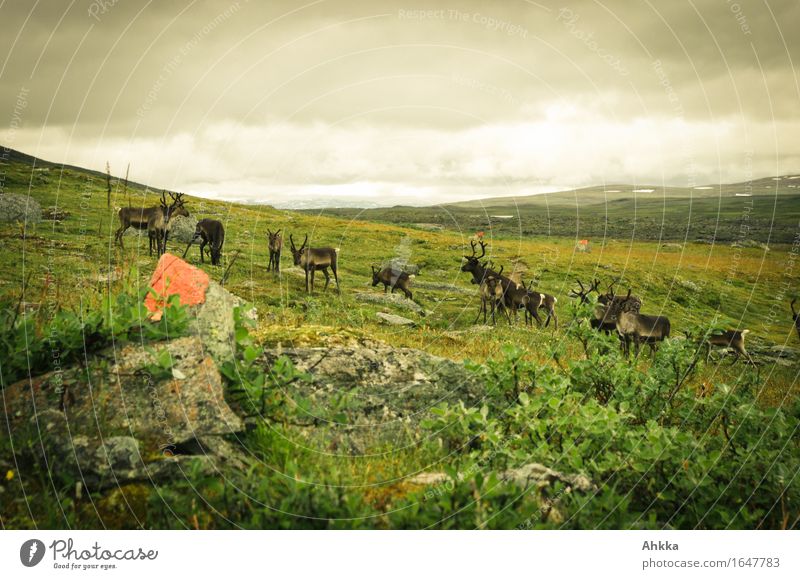 A group of reindeer in Padjelanta National Park Nature Bad weather Rain Mountain Fjeld Wild animal Reindeer Group of animals Pack green Discover Lanes & trails