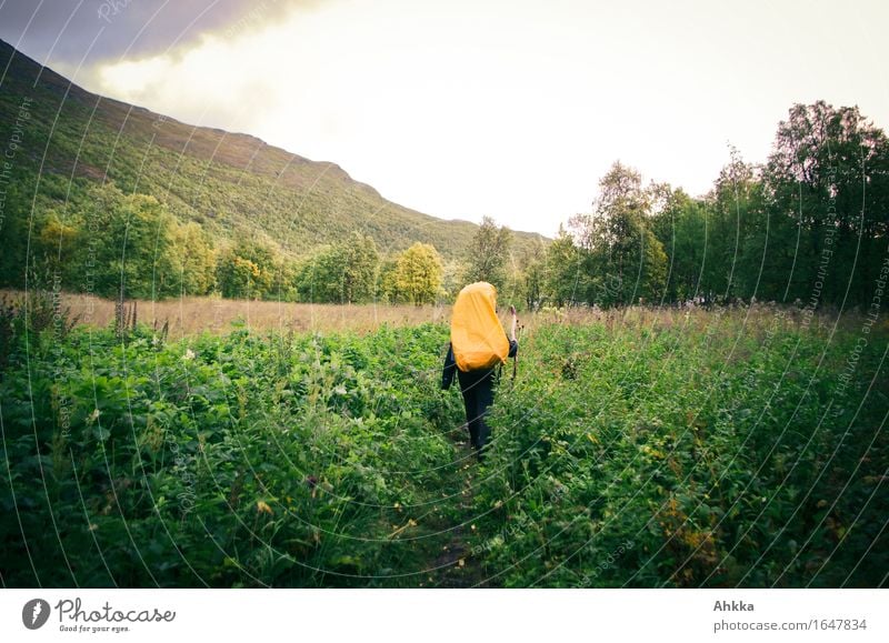 Hikers in Orange Vacation & Travel Hiking 1 Human being Landscape Field Forest Lanes & trails Backpack Backpacking vacation Wild Green Adventure Freedom Nature