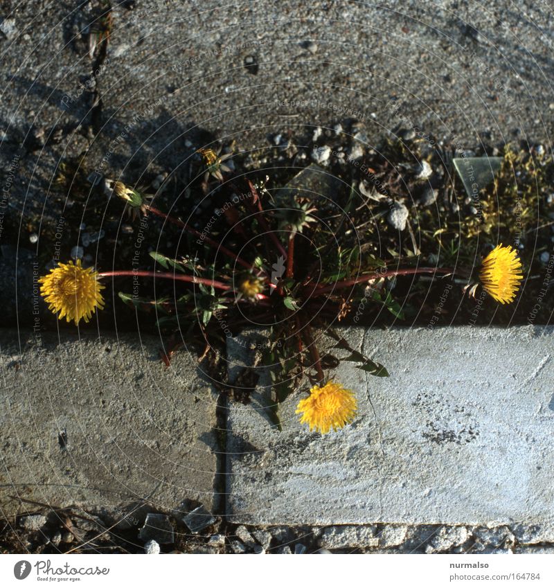 3 times LöwenZ Colour photo Morning Sunlight Food Nature Plant Animal Spring Beautiful weather Flower Blossom Dandelion Roadside Curbside Select Smiling Simple