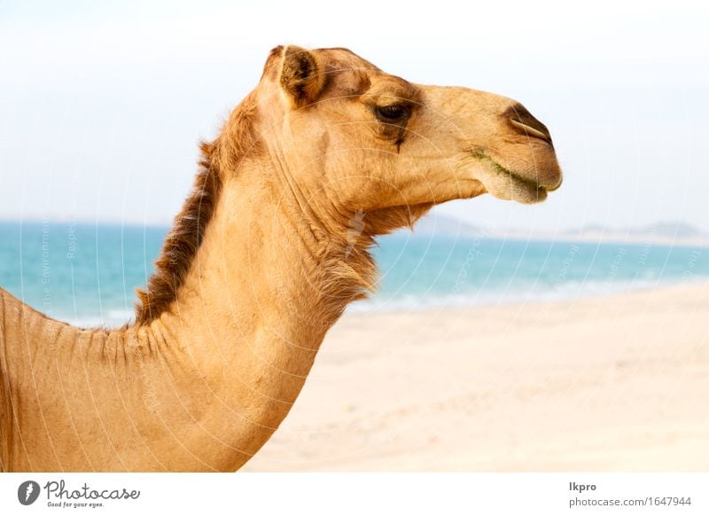 of desert a free dromedary near the sea Eating Vacation & Travel Tourism Summer Beach Ocean Nature Plant Animal Sand Hot Wild Brown Gray Black White Africa Asia