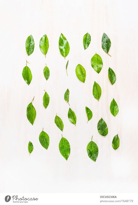 Green leaves with drops of water on a white wooden background Style Design Life Summer Environment Nature Climate Plant Tree Leaf Foliage plant Sign